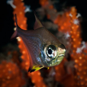 Big Eye under the Busselton Jetty. Canon 20D Tamron 90 macro by Mick Tait 
